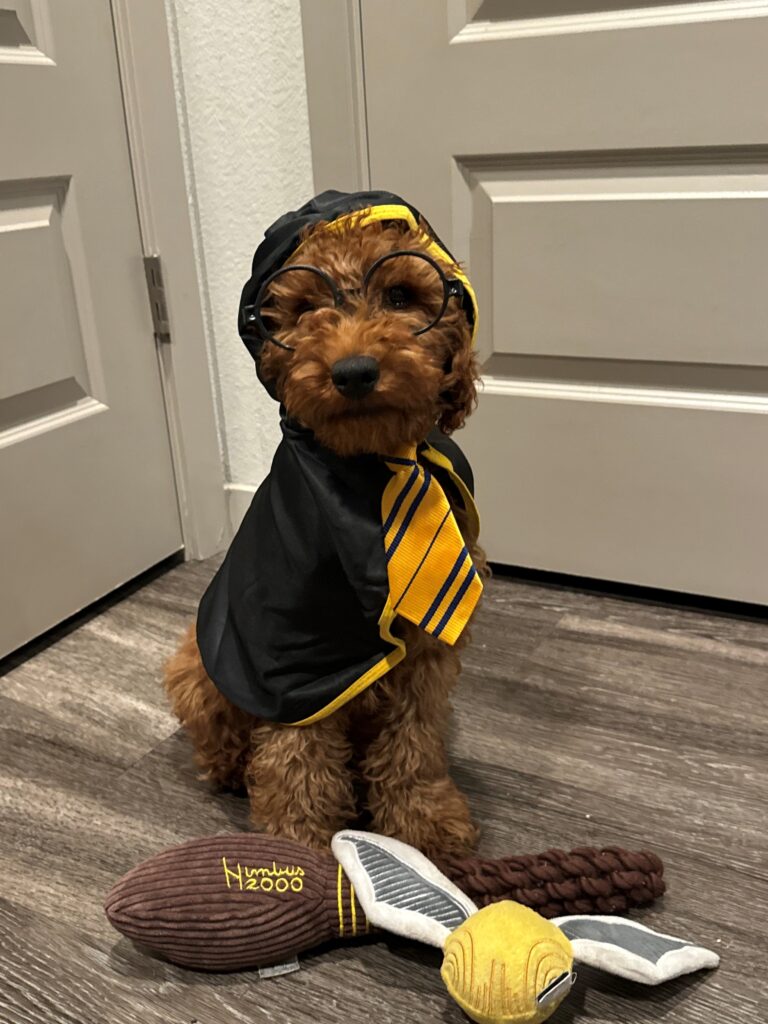 A dog sitting wearing a cape, tie and glasses with 2 Harry Potter themed dog toys laying in front.